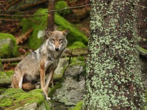 loup fr